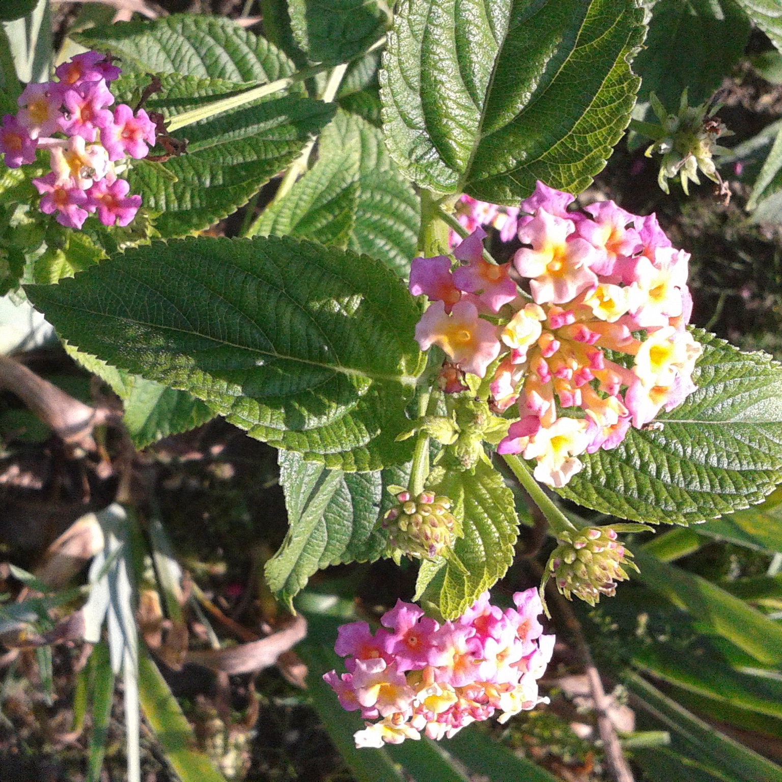 LANTANA