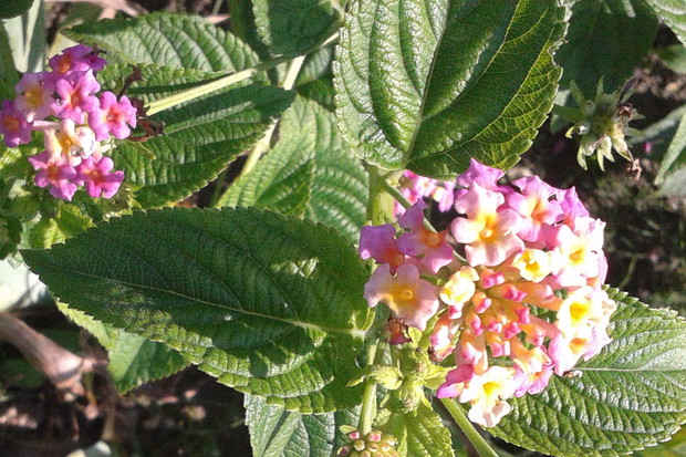 LANTANA