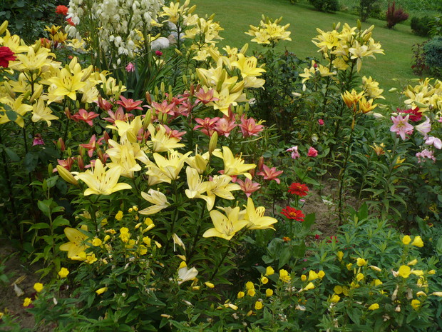 lilie w moim ogrodzie