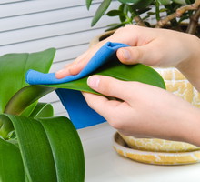 Liście powinno się co pewien czas przecierać wilgotną ściereczką. Niektóre gatunki roślin można również nabłyszczać (zdj. Fotolia.com).