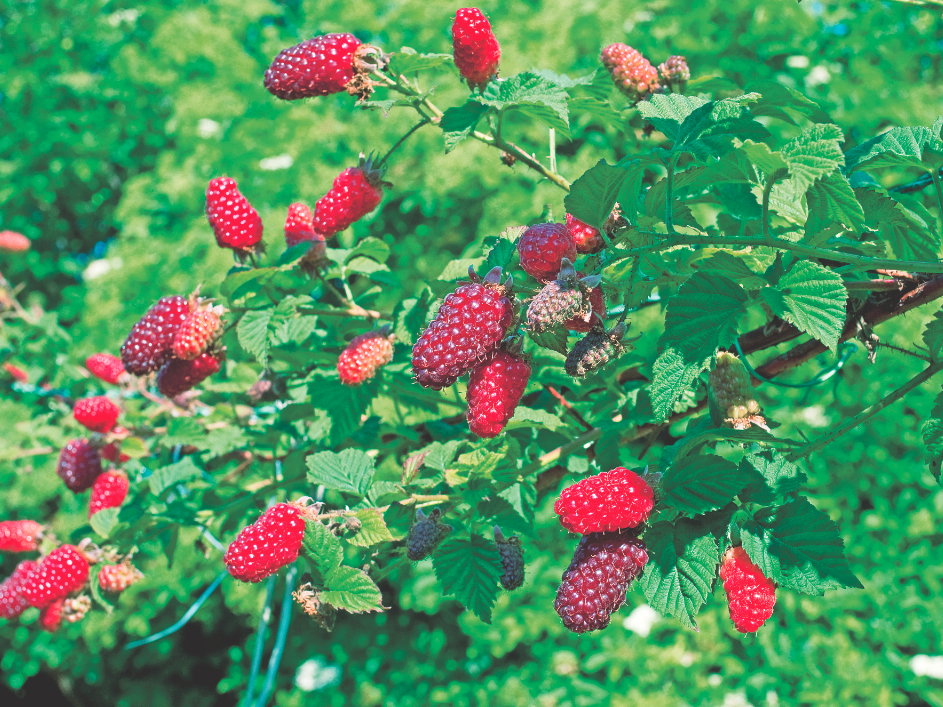 Malinojeżyna może stać się oryginalną dekoracją altanki.