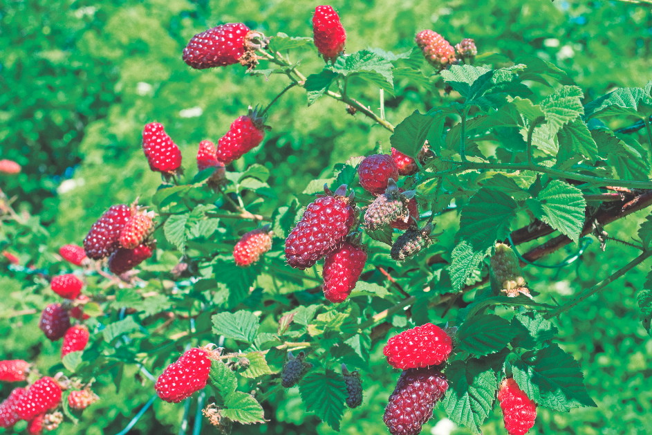 Malinojeżyna może stać się oryginalną dekoracją altanki.