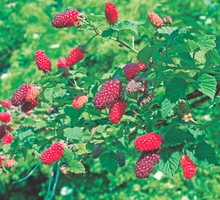 Malinojeżyna może stać się oryginalną dekoracją altanki.