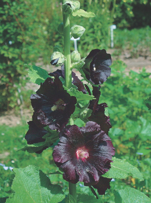 Malwa czarna – zawiera związki śluzowe, które powlekają i osłaniają gardło podczas kaszlu.