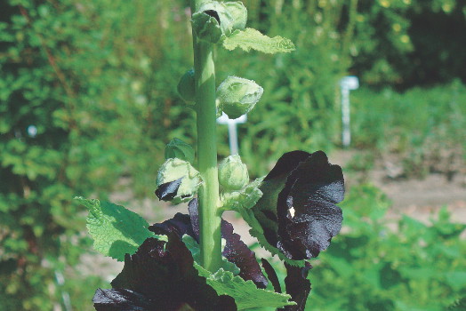 Malwa czarna – zawiera związki śluzowe, które powlekają i osłaniają gardło podczas kaszlu.