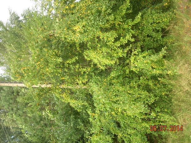 Mirabelka ( Ałycza).