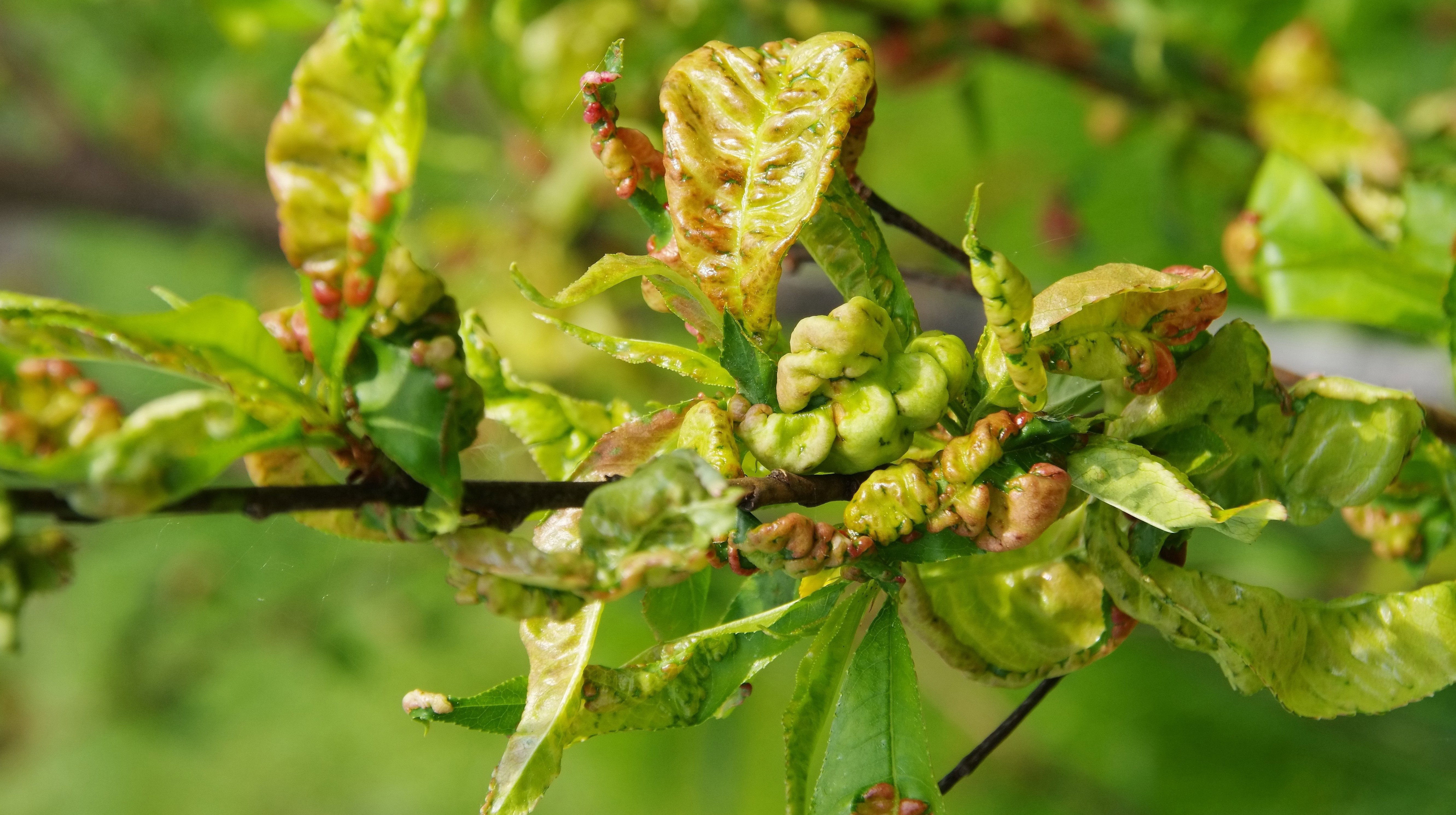 Na chorującym drzewie liście są poskręcane i pofałdowane. Następnie brunatnieją i zasychają (zdj. Fotolia.com).