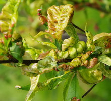 Na chorującym drzewie liście są poskręcane i pofałdowane. Następnie brunatnieją i zasychają (zdj. Fotolia.com).