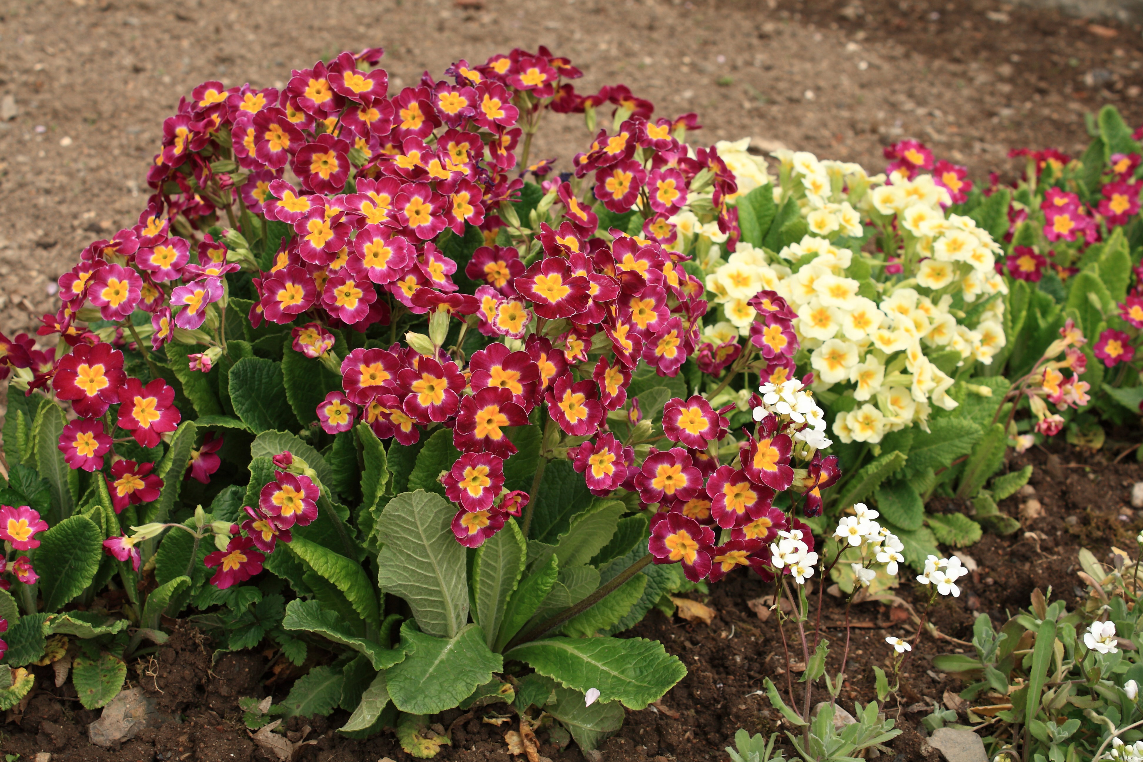 Na przełomie maja i czerwca, po przekwitnięciu kwiatów, rozetę liści wraz korzeniami można podzielić i uzyskać nowe sadzonki. Większość pierwiosnków preferuje gleby przepuszczalne i wilgotne, o dużej zawartości piasku (zdj. Fotolia.com).
  