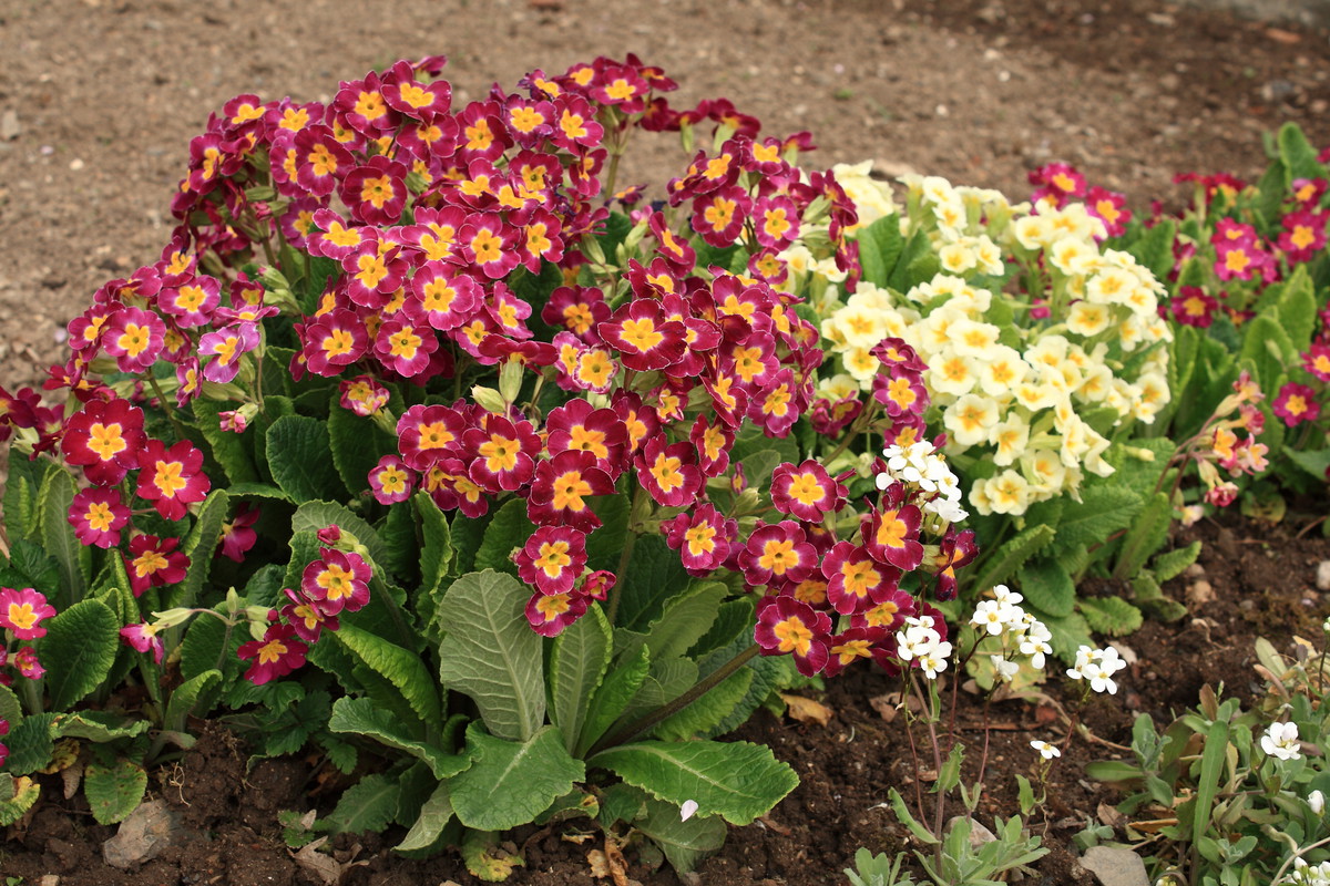 Na przełomie maja i czerwca, po przekwitnięciu kwiatów, rozetę liści wraz korzeniami można podzielić i uzyskać nowe sadzonki. Większość pierwiosnków preferuje gleby przepuszczalne i wilgotne, o dużej zawartości piasku (zdj. Fotolia.com).