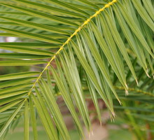 Najczęstszą przyczyną brązowienia wierzchołków liści jest zbyt suche powietrze w mieszkaniu (zdj. Fotolia.com).