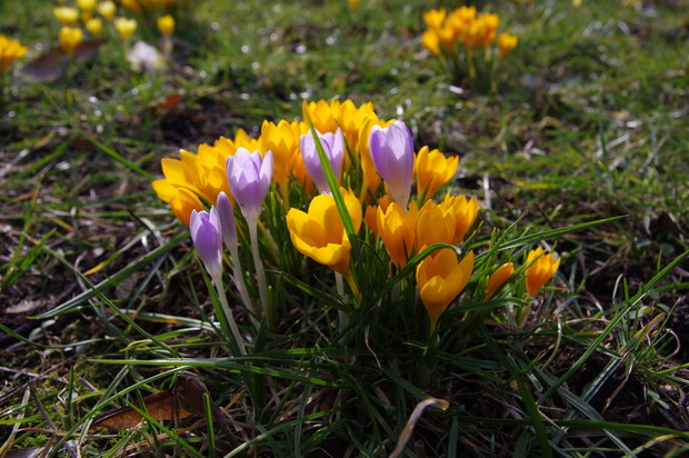 Naturalnym siedliskiem krokusów są górskie łąki, dlatego w przydomowym ogrodzie najlepiej sadzić je na trawniku. Po przekwitnięciu kwiatów liście roślin są zielone nawet do początku czerwca (zdj. Fotolia.com).