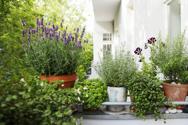 Nawet na niewielkich rozmiarów balkonie, w zacisznym miejscu, możemy z powodzeniem założyć ziołowy ogródek. Pamiętajmy jednak, że do celów spożywczych lub leczniczych nie używajmy roślin wyhodowanych w pobliżu ruchliwych ulic (zdj. Fotolia.com).