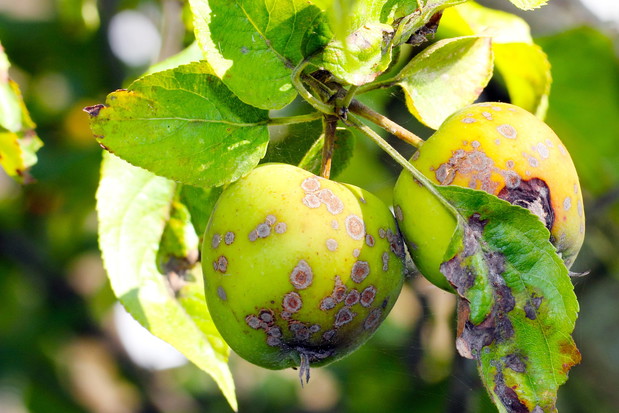 Objawy parcha widoczne są najczęściej na liściach i owocach, ale mogą być również zainfekowane pędy, ogonki liściowe i kwiaty (zdj. Fotolia.com).