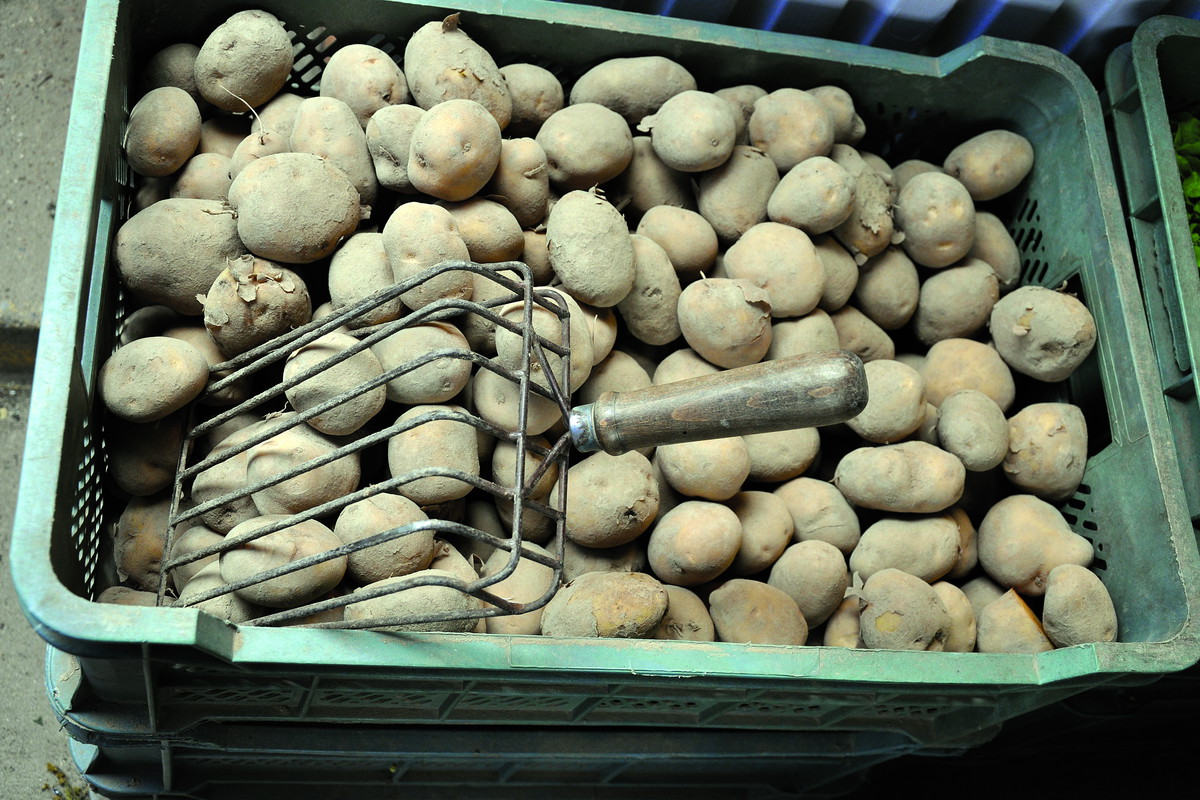 „Odkąd dowiedziałam się o obecności solaniny
w kartoflach, wiosenną dietę opieram na kaszy”