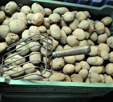 „Odkąd dowiedziałam się o obecności solaniny
w kartoflach, wiosenną dietę opieram na kaszy”