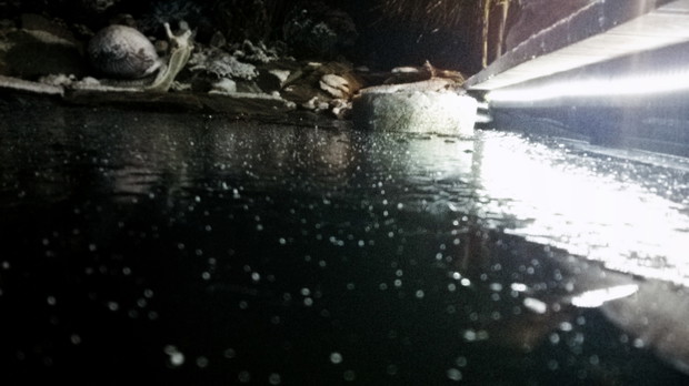 OGRÓD W ZIMOWĄ NOC