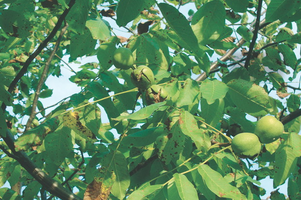 Owoce są dojrzałe, gdy łatwo można je wyłuskać z pękających okryw.