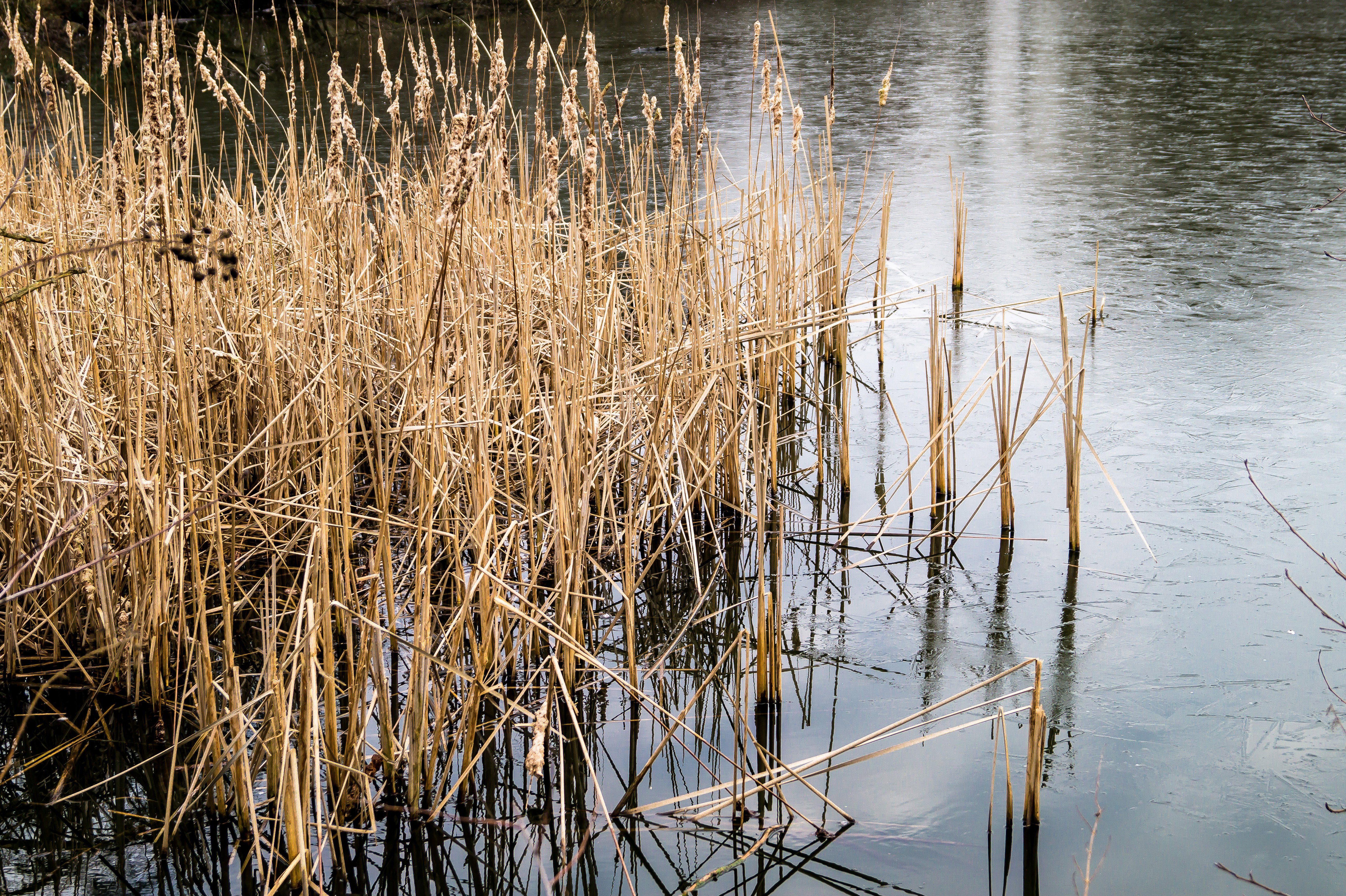 Pędy roślin wodnych pełnią w zimie rolę kanałów napowietrzających wodę (zdj. Fotolia.com).
