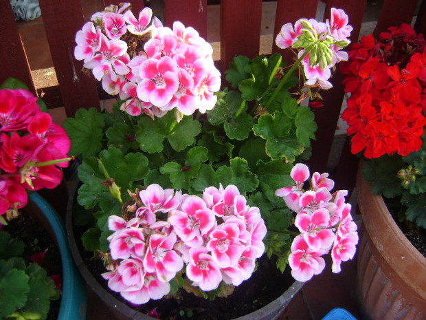 pelargonia