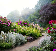 Piękno i harmonia rabat kwiatowych nie są dziełem przypadku, ale odpowiedniego doboru roślin, także pod kątem kolorystyki. Jeśli jesteśmy miłośnikami róż, to bogactwo odmian i barw na pewno zainspiruje każdego ogrodnika (zdj. Fotolia.com).