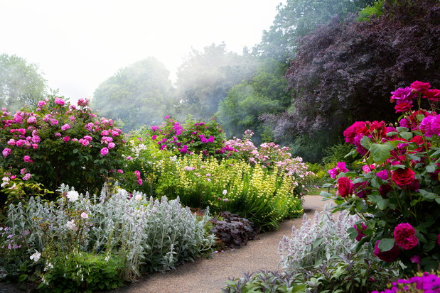 Piękno i harmonia rabat kwiatowych nie są dziełem przypadku, ale odpowiedniego doboru roślin, także pod kątem kolorystyki. Jeśli jesteśmy miłośnikami róż, to bogactwo odmian i barw na pewno zainspiruje każdego ogrodnika (zdj. Fotolia.com).