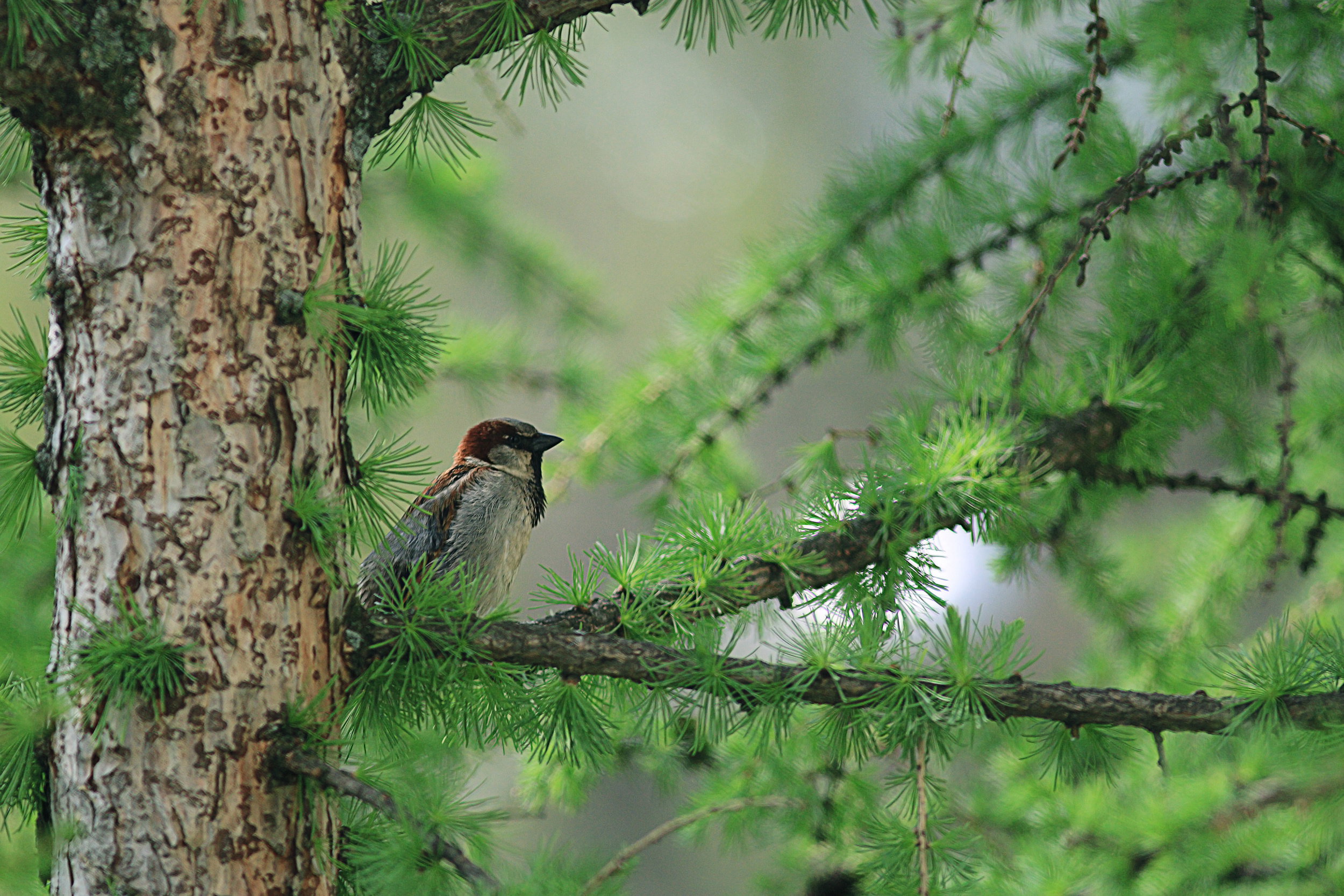 Pojedynczy egzemplarz modrzewia europejskiego może być efektowną ozdobą ogrodu. Drzewa te rosną dość szybko i mogą stać się ostoją dla ptaków (zdj. Fotolia.com).