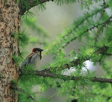 Pojedynczy egzemplarz modrzewia europejskiego może być efektowną ozdobą ogrodu. Drzewa te rosną dość szybko i mogą stać się ostoją dla ptaków (zdj. Fotolia.com).