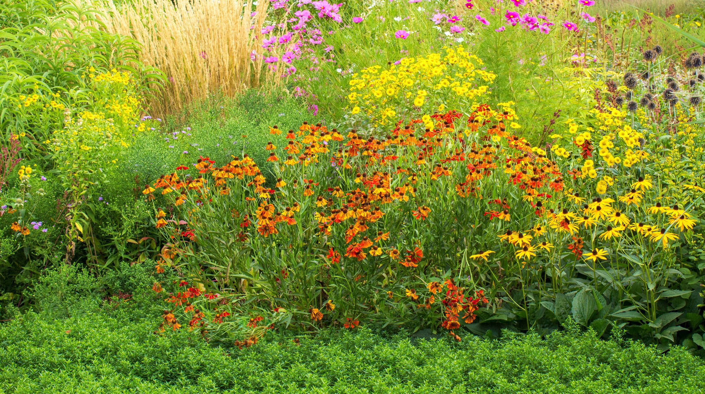 Przykład bujnie kwitnącej rabaty typowej dla ogrodu wiejskiego. W pobliżu drzew owocowych rosną żółta nawłoć i słoneczniczek szorstki, rudbekie w kolarach słońca i różowe kosmosy. Widoczne są również kępy ozdobnych traw i ostów (zdj. Fotolia.com).
