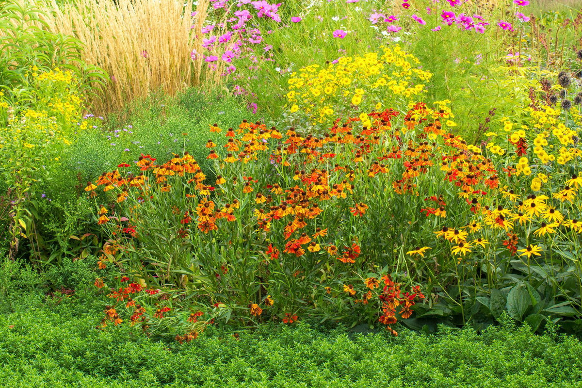 Przykład bujnie kwitnącej rabaty typowej dla ogrodu wiejskiego. W pobliżu drzew owocowych rosną żółta nawłoć i słoneczniczek szorstki, rudbekie w kolarach słońca i różowe kosmosy. Widoczne są również kępy ozdobnych traw i ostów (zdj. Fotolia.com).