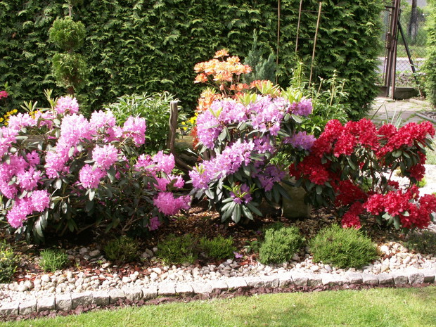 Rabata rododendronowa