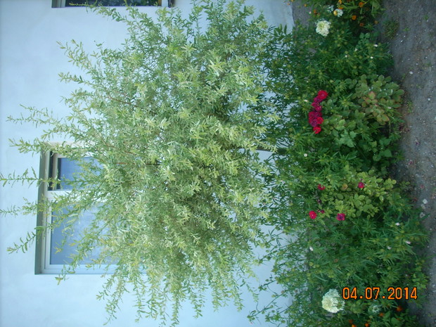 Rabatowe róże to mocny akcent pod wierzbami japońskimi.