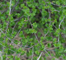 Regularnie przycinane krzewy agrestu na wiosnę szybko się zazielenią i wypuszczą nowe pędy (zdj. Fotolia.com).