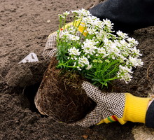 Roślinę sadzimy z całą bryłą korzeniową do dwukrotnie większego dołka (zdj. Fotolia.com).