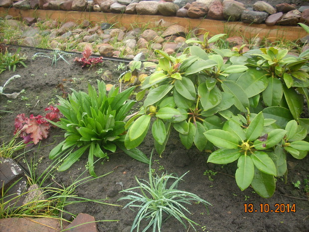 Różanecznik  wmieszał się w goździki.