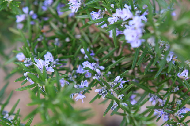 Rozmaryn lekarski to roślina śródziemnomorska. Jest wiecznie zielonym ziołem o aromatycznych liściach (zdj. Fotolia.com).