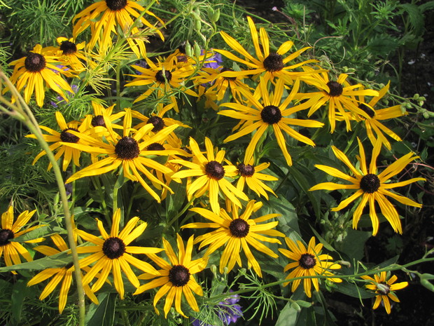 Rudbekia
