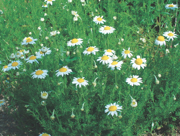 Rumian szlachetny– działa przeciwzapalnie, przeciwskurczowo i przeciwalergicznie.