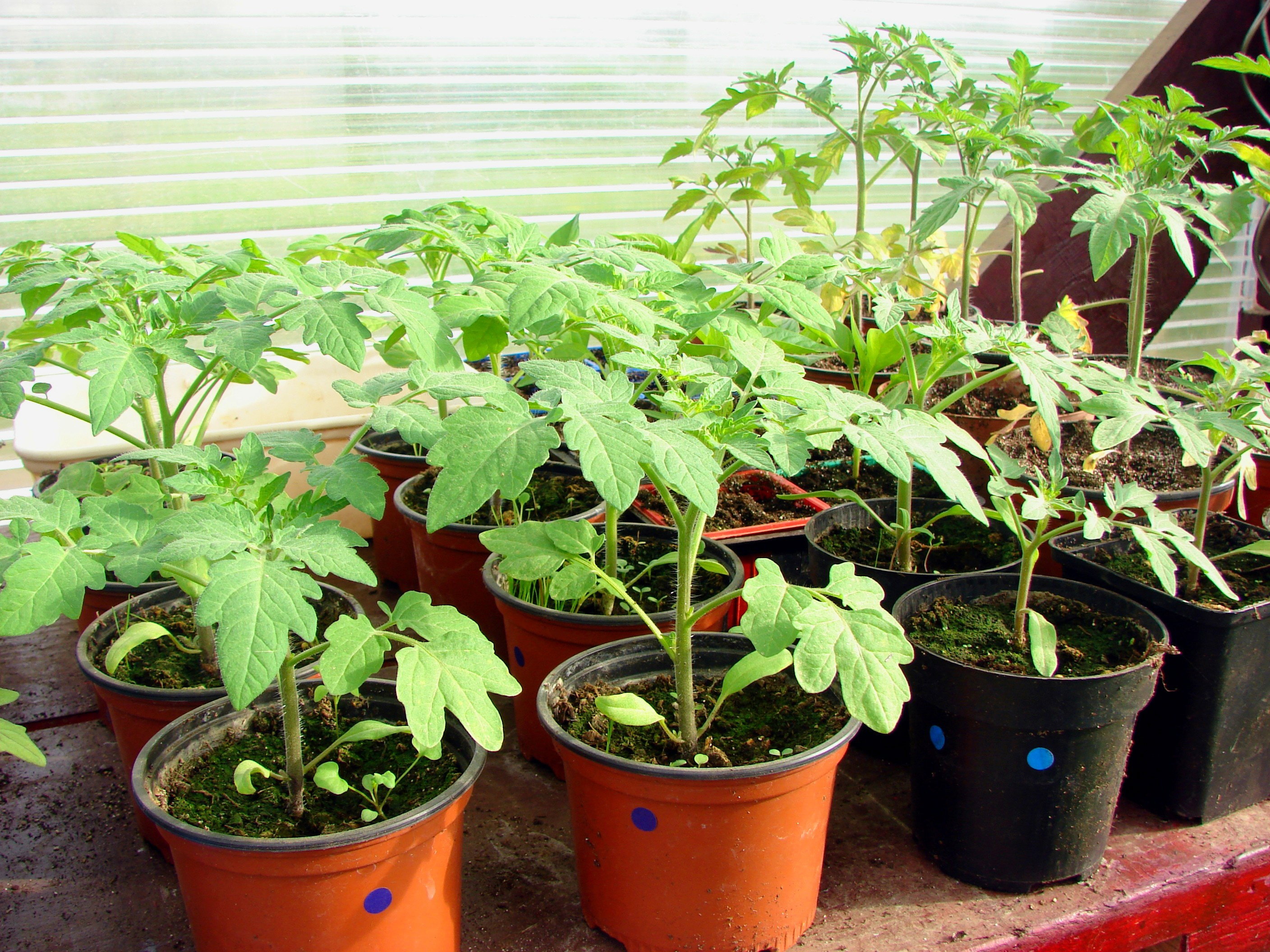 Sadzonki pomidorów przeznaczone do uprawy szklarniowej powinny mieć ok. 30 cm wysokości oraz dobrze wykształcone liście i korzenie. W przeciwieństwie do roślin sadzonych do gruntu nie wymagają hartowania (zdj. Fotolia.com).