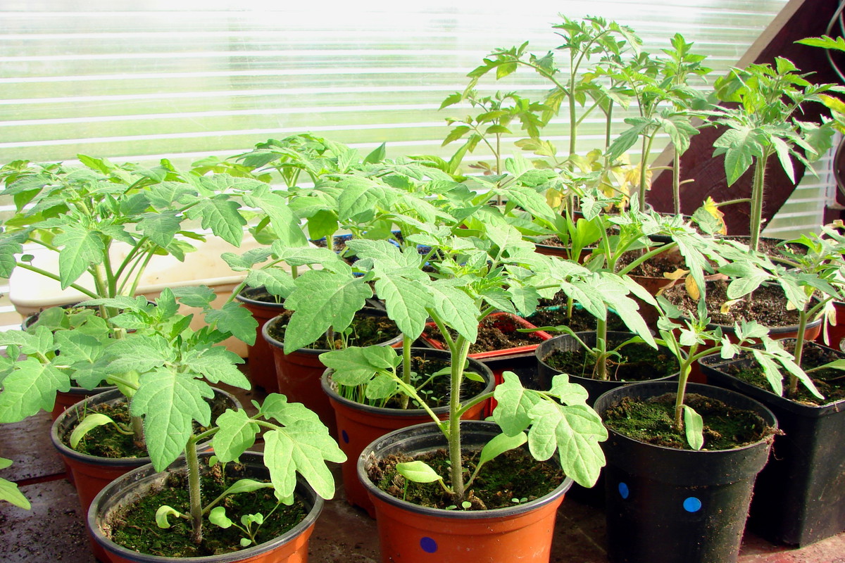 Sadzonki pomidorów przeznaczone do uprawy szklarniowej powinny mieć ok. 30 cm wysokości oraz dobrze wykształcone liście i korzenie. W przeciwieństwie do roślin sadzonych do gruntu nie wymagają hartowania (zdj. Fotolia.com).