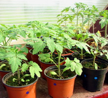 Sadzonki pomidorów przeznaczone do uprawy szklarniowej powinny mieć ok. 30 cm wysokości oraz dobrze wykształcone liście i korzenie. W przeciwieństwie do roślin sadzonych do gruntu nie wymagają hartowania (zdj. Fotolia.com).