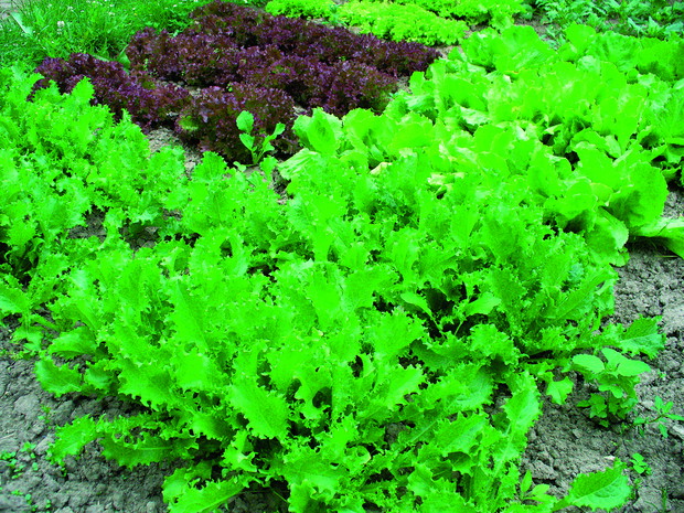 Sałata ma dużo antyoksydantów, które wzmacniają układ krwionośny. 