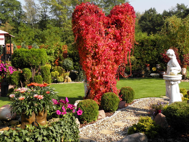 serce mojego ogrodu ... winobluszcz, który porósl stara jabłoń :)