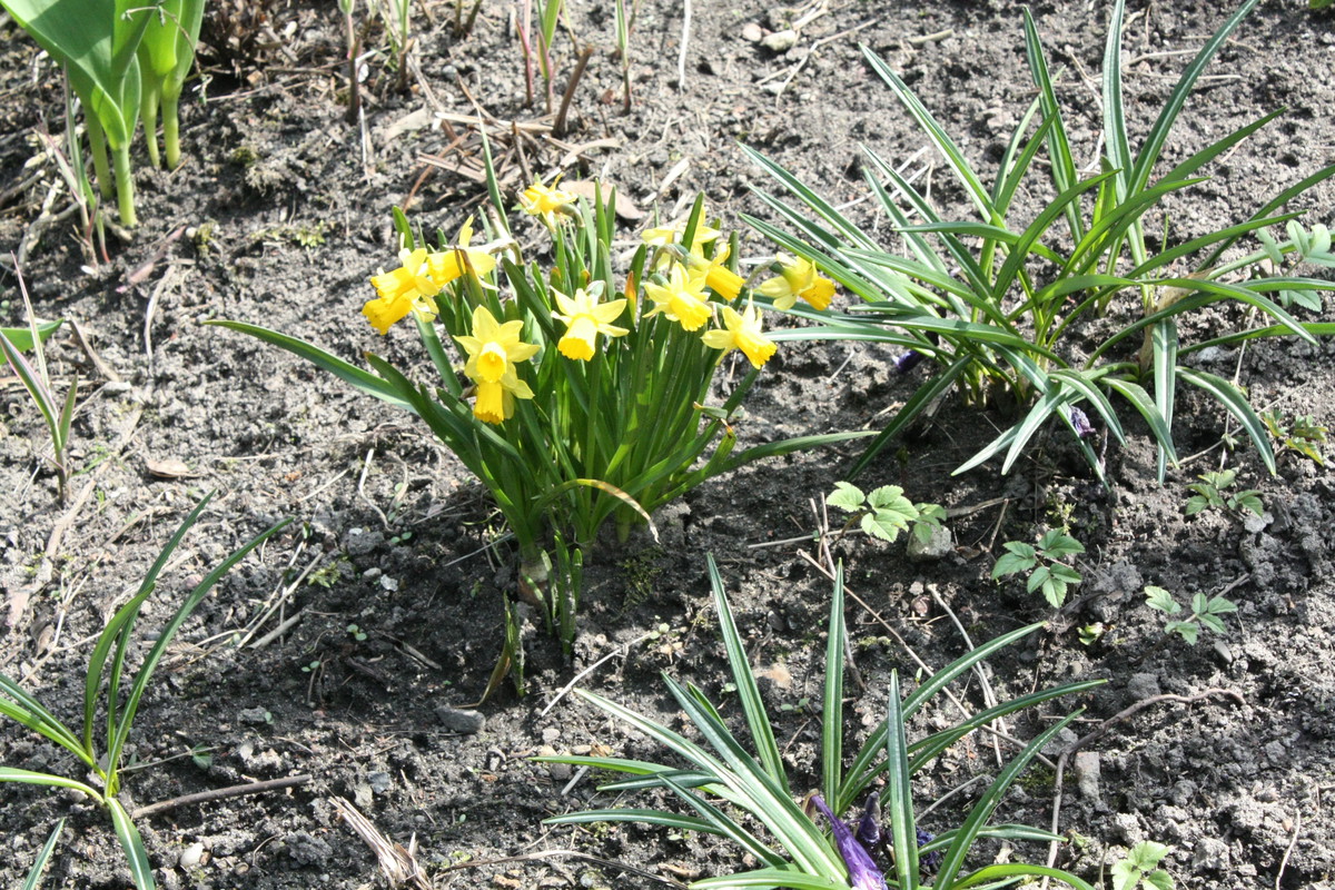 Słoneczne żonkile