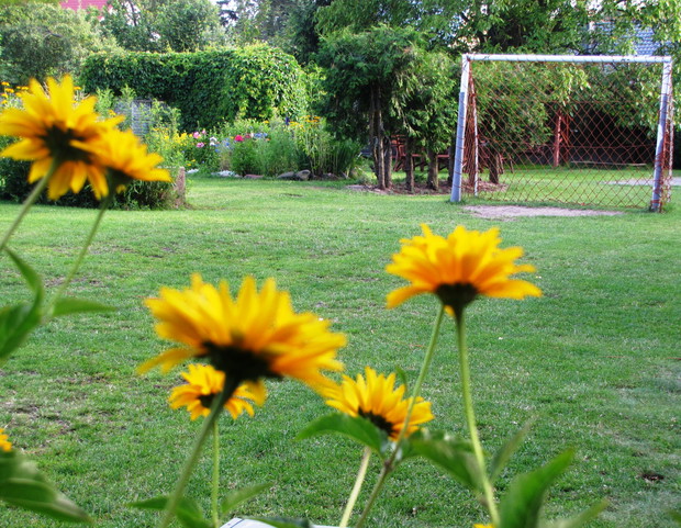 słoneczniczek szorstki