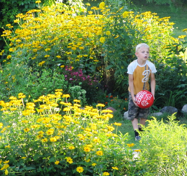 Słoneczniczek szorstki