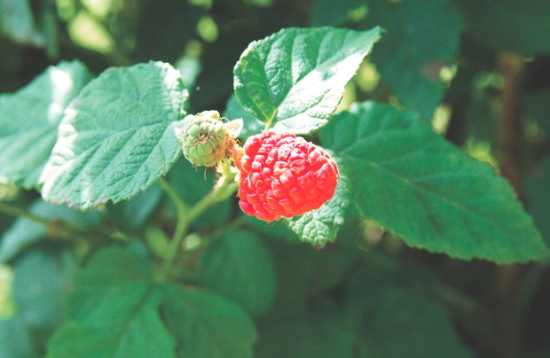 Smaczne i aromatyczne owoce 'Tayberry' pojawiają się w okresie wakacyjnym. Nadają się zarówno do bieżącego spożycia, jak i na przetwory.