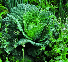 "Staram się wykluczyć z diety sól, tłuste mięsa oraz tłuszcze zwierzęce. Jak ognia unikam też twardych margaryn oraz maślanych miksów."