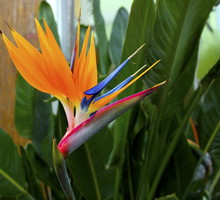 Strelicja królewska ma oryginalne, pomarańczowo-niebieskie kwiaty, wyglądem przypominające rajskie ptaki (zdj. Fotolia.com).