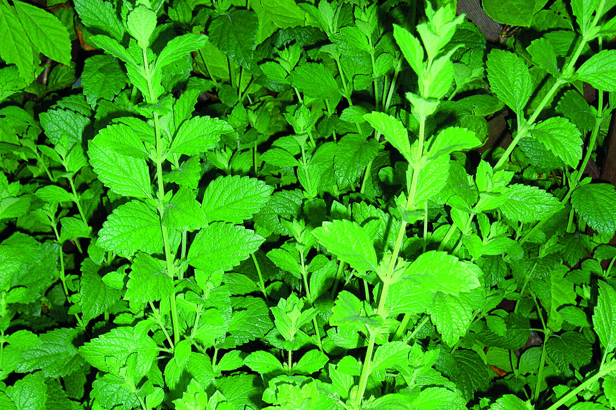 Świeżymi listkami zioła warto wzbogacić sałatki i desery.